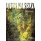 Luzes na selva
